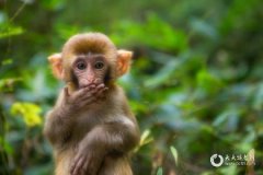 2016年属什么生肖？火猴的人命运如何？
