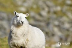 03年属羊的幸运数字和颜色是什么？属羊人的吉利数字查询