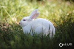 87年属兔有牢狱之灾是真的假的？87年属兔36岁会死吗？